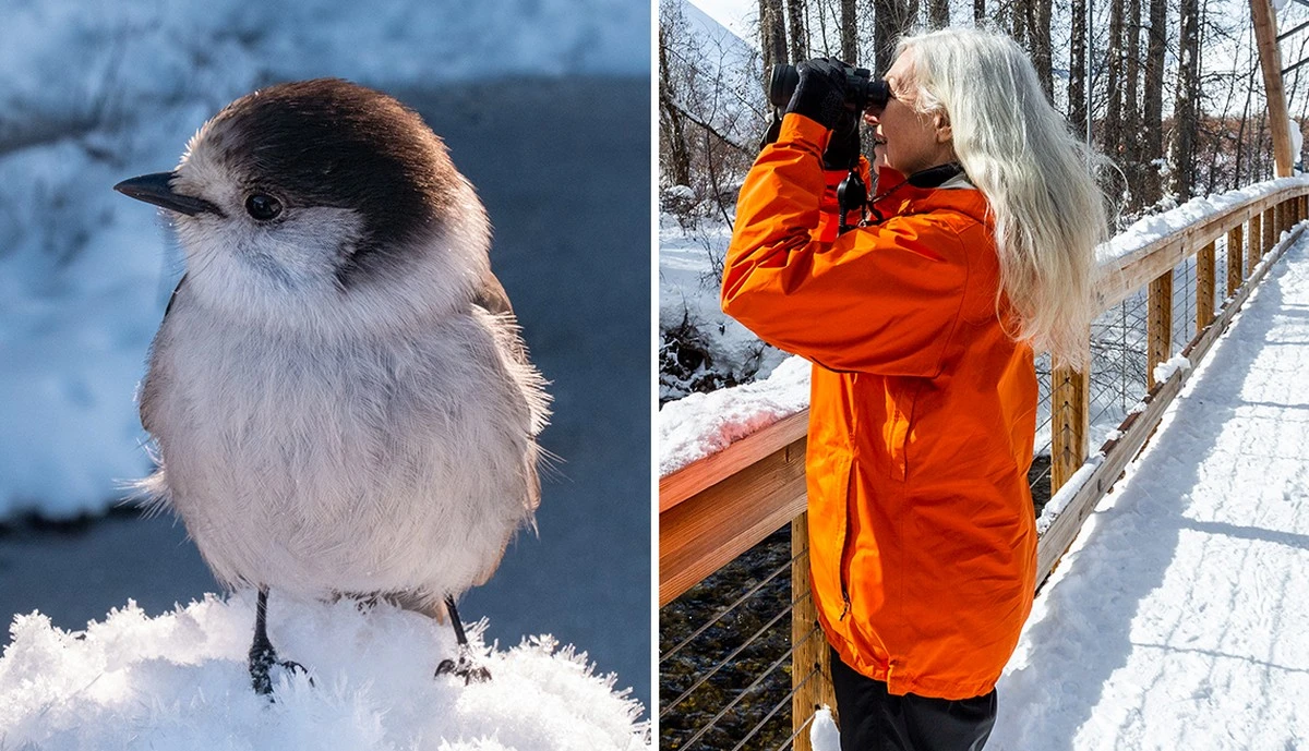 zeldzaamheidbij-extra-2.webp Zeldzaamheid bij het voederhuis: waarom de merel dit jaar zo domineert in de vogel-telling - image 2