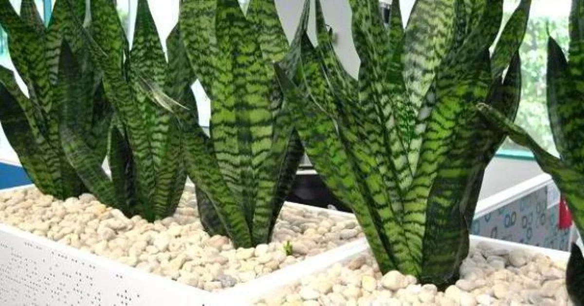 Waarom experts hun slaapkamer verruilen voor deze ene plant na 22:00 uur - image 2