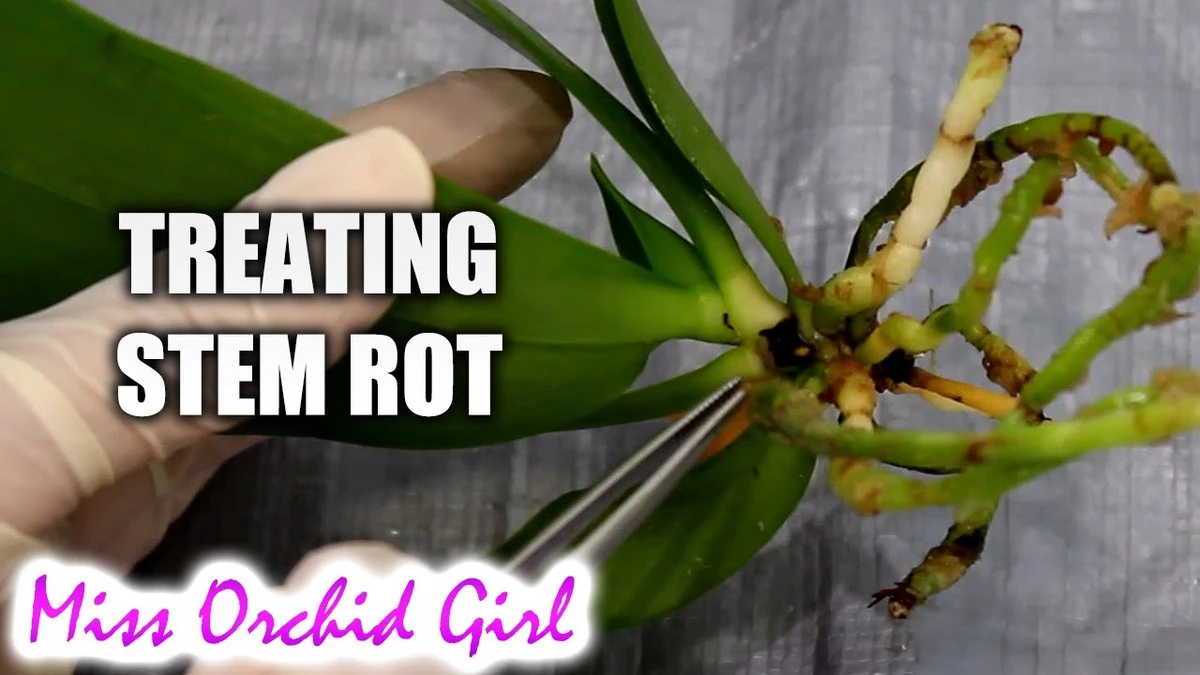 debestefebruart-extra-1.webp De beste februar-trick om je orchidee direct nieuwe bloemen te laten krijgen - image 1