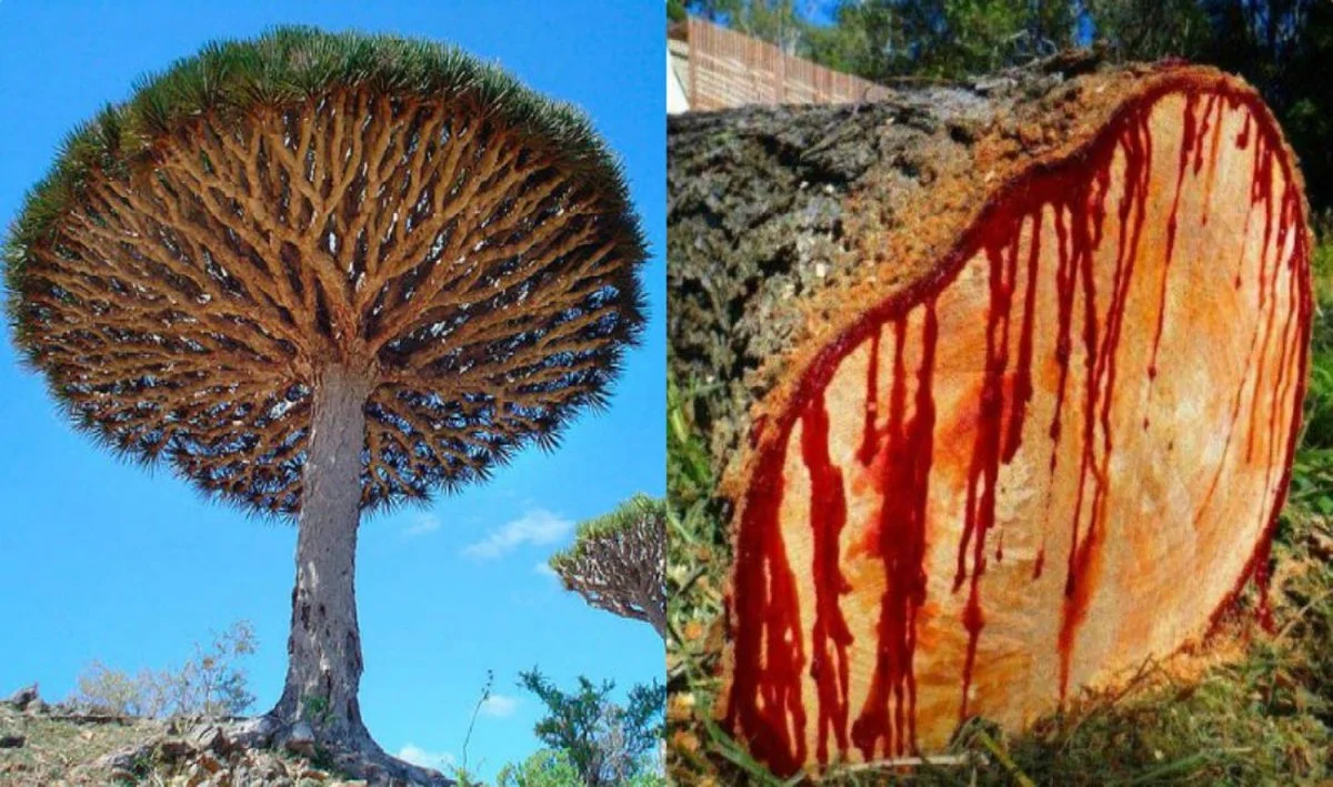 De geheime functie van deze mierzoet ogende boom op Socotra - image 1