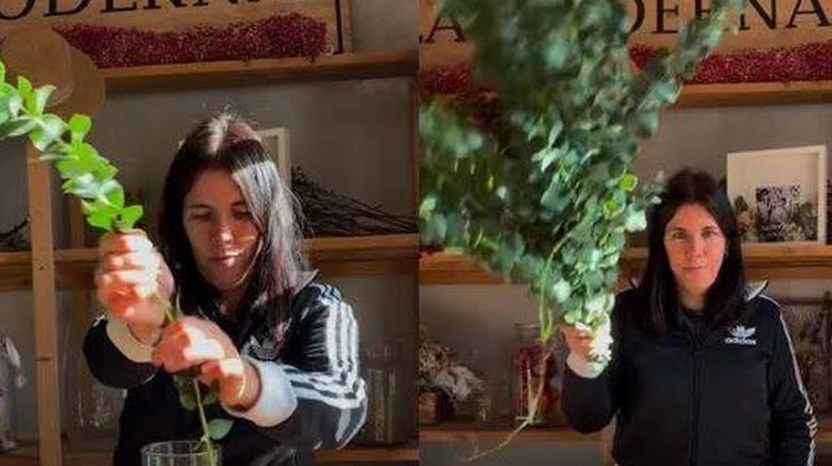 De trucjes van een bloemist: zo krijg je wél die sterke eucalyptusgeur in huis