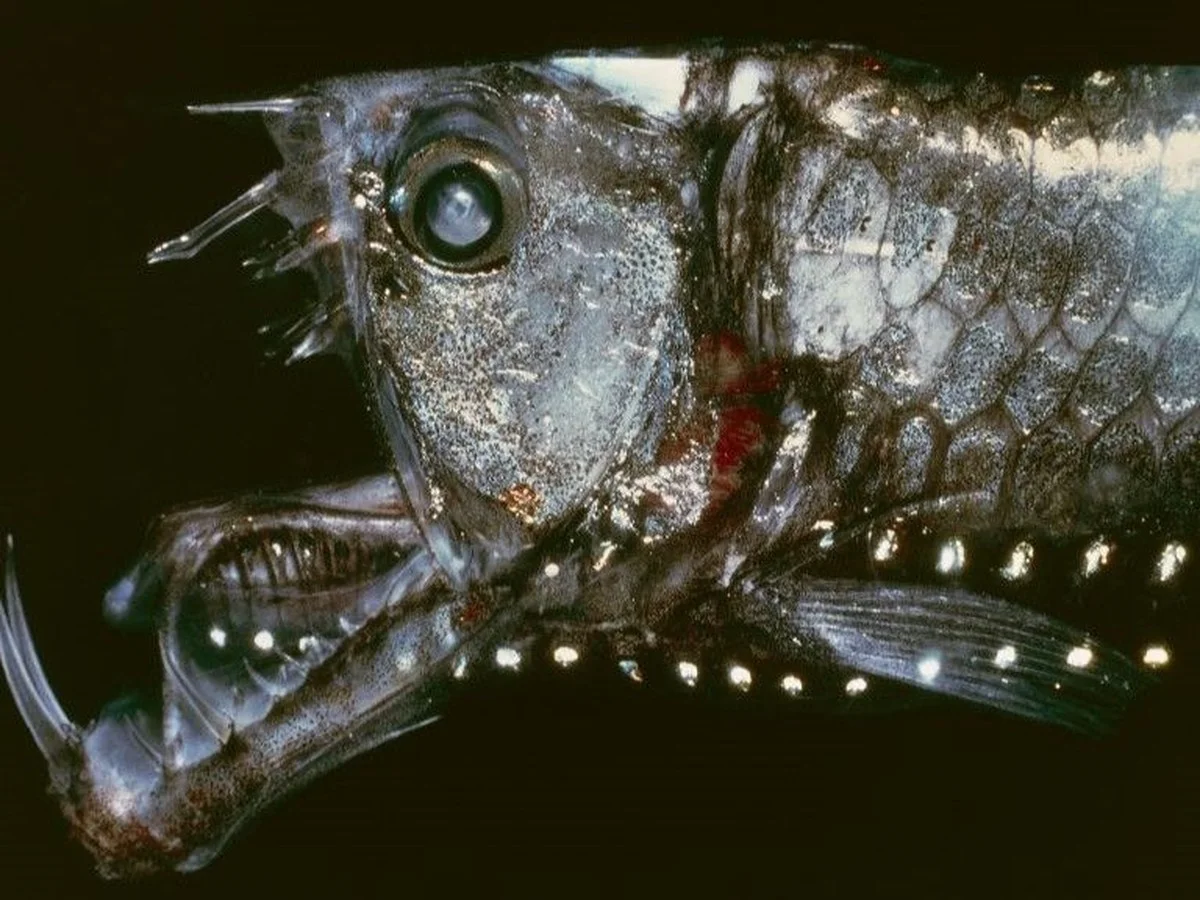 Zes bizarre nieuwe diersoorten die wetenschappers in 2025 ontdekten - image 2