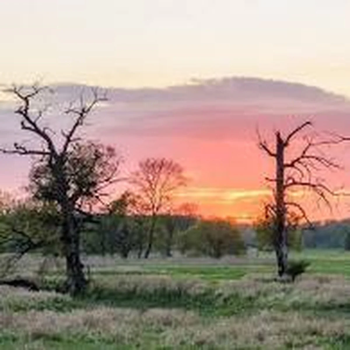 De verborgen kever die honderd jaar vermist was, is nu terug in dit Nederlandse natuurgebied