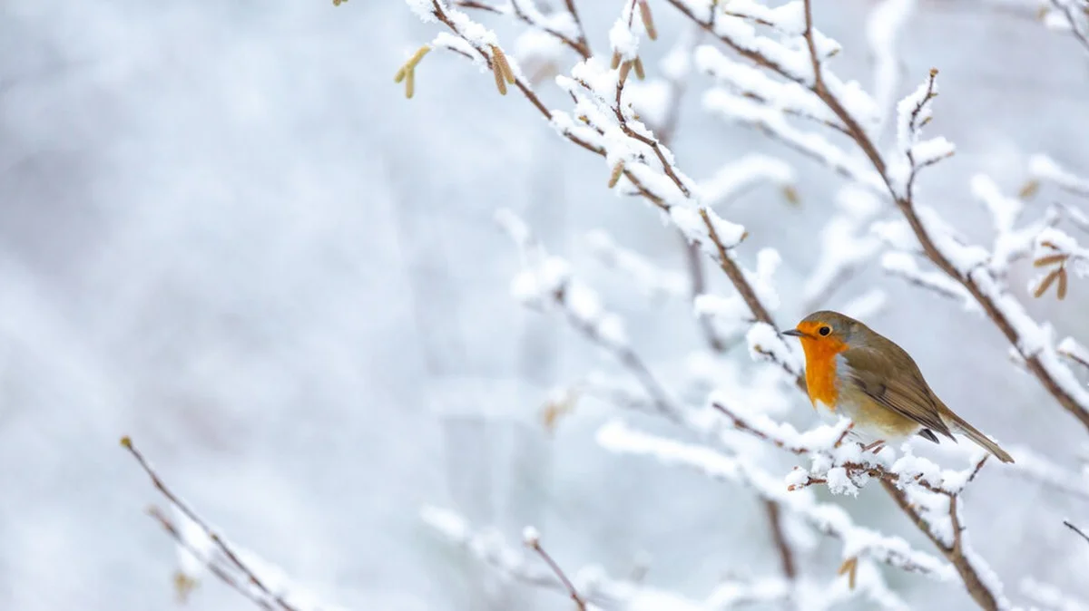 De dag dat de zon het kortst is: wat je moet weten over de winterzonnewende