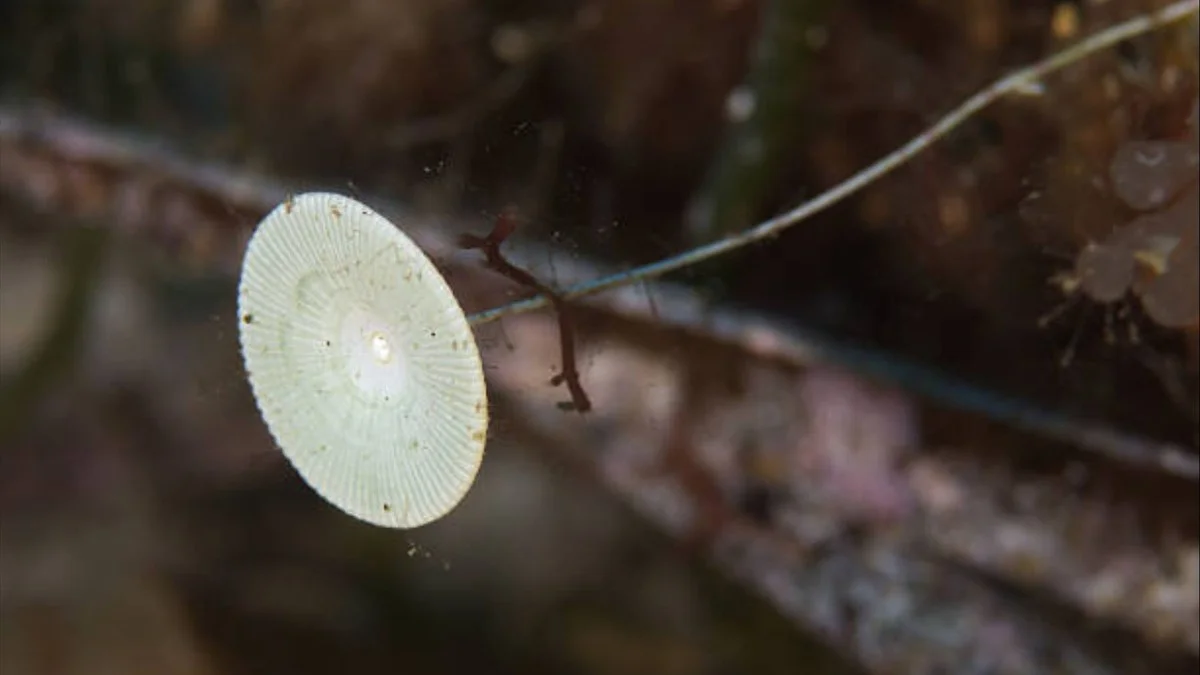 Wetenschappers vinden giftige oeralg voor het eerst op Spaanse kust; dit is de onverwachte shift