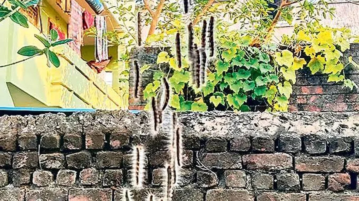 Waarom rupsen massaal van een boom naar de grond kruipen (en wat dit voorspelt)