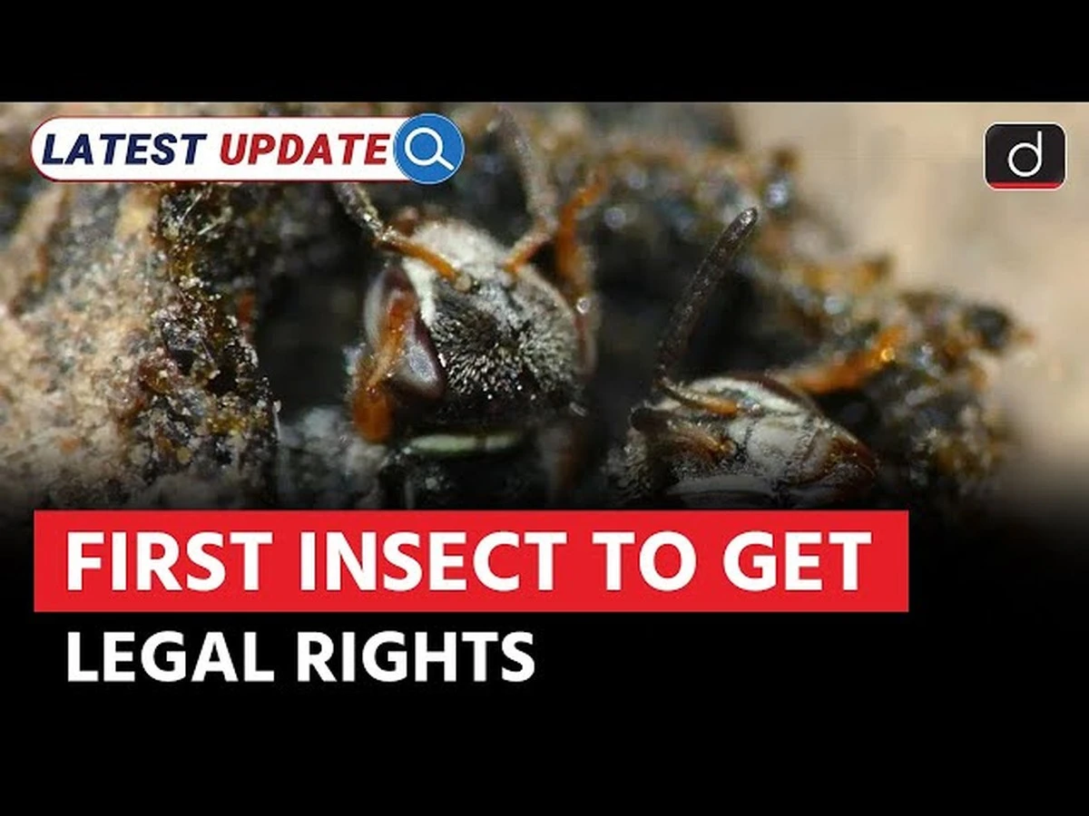 peruaanseregeri-extra-1.webp Peruaanse regering geeft bijenstekenrechten aan insecten en zet de standaard - image 1