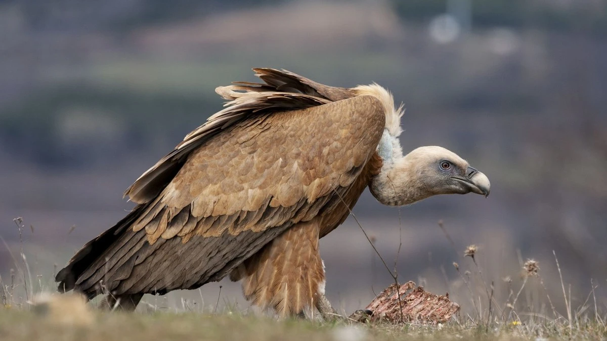 Doodse stilte in de Spaanse zoölogie: Aasgieren blijken af te stammen van drie totaal verschillende soorten