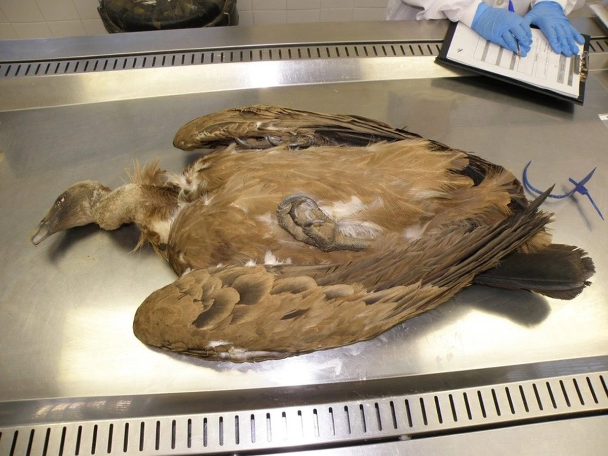 Waarom experts de verboden gifstof carbofuran verwachten bij dode roofvogels - image 1