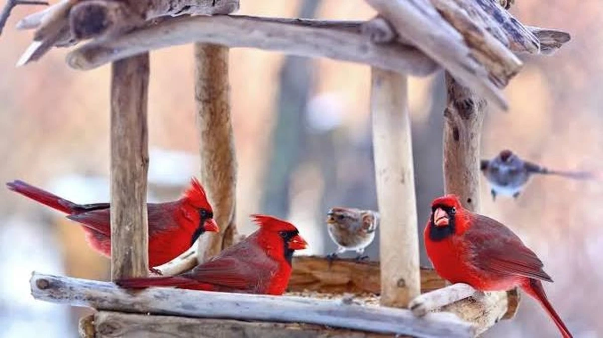 Met een honingzoete twist: dit ene winterfruit brengt roodborstjes rechtstreeks naar je Nederlandse tuin