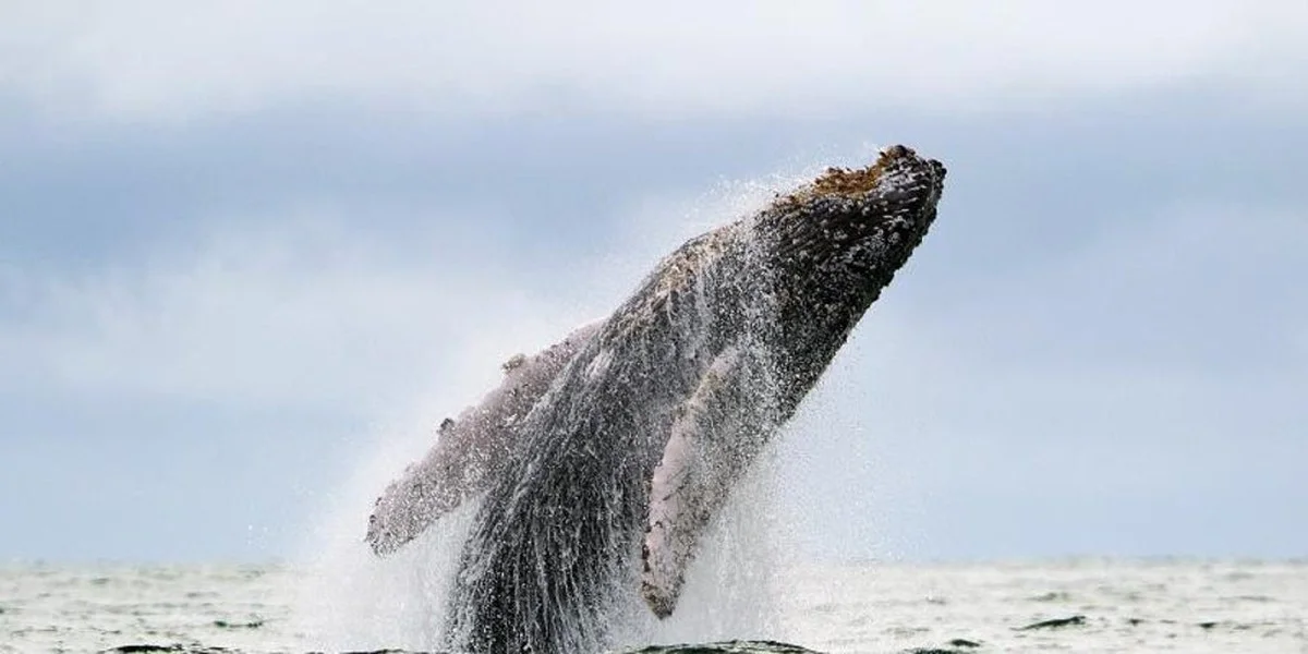 De 1% naar 30%: de strijd om 'internationale parken' op de volle zee is officieel begonnen