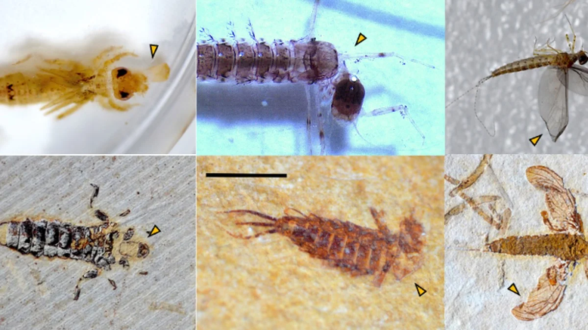 Waarom 110 miljoen jaar oude insecten niet vergaan: het verrassende geheim van Braziliaanse fossielen