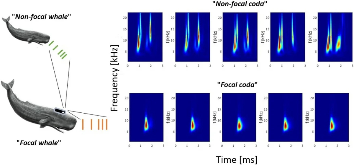 wetenschapperso-extra-2.webp Wetenschappers ontdekken: walvistalen lijken op die van ons, inclusief dialecten - image 2