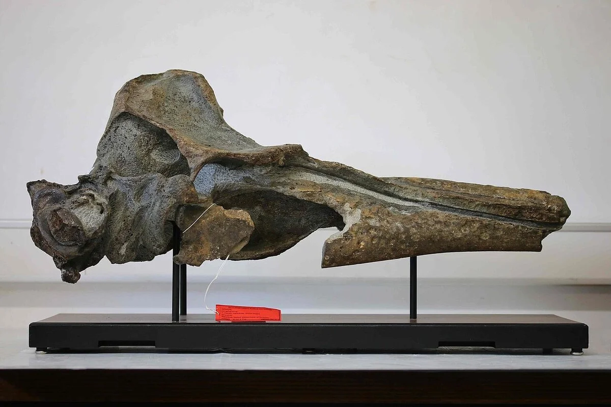 Het mysterie van de Westerschelde: expert legt uit waarom deze 