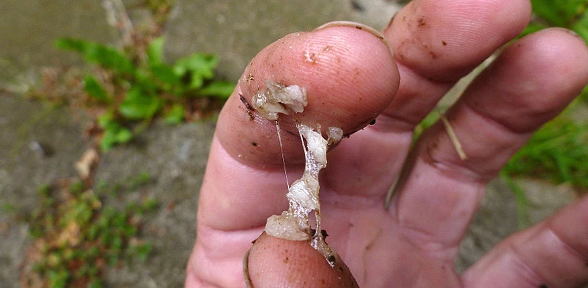 Geheime DNA in oeroude teer onthult wie de gereedschappen maakte en wat ze aten - image 2