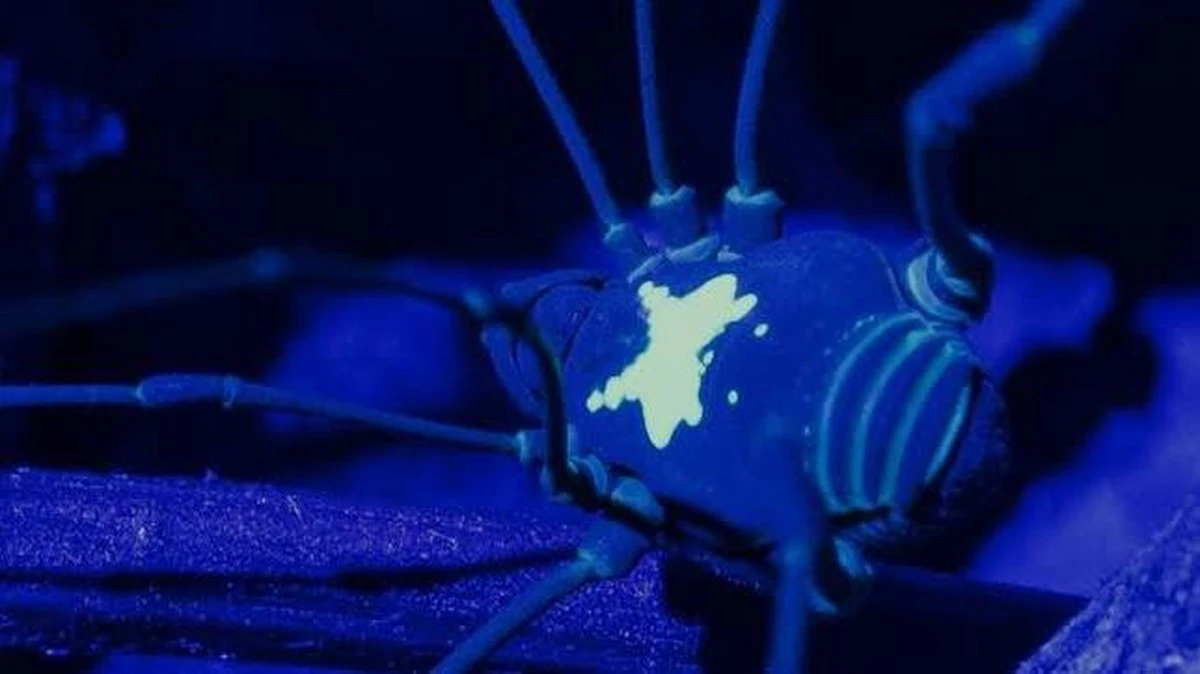 Waarom die spinnenwebben in je schuur plotseling blauw oplichten in het donker