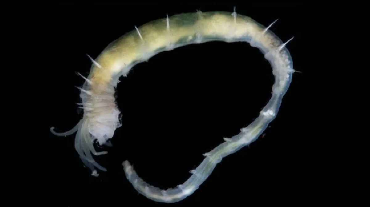 Waarom wetenschappers gasbellen vinden onder Groenland dat wemelt van onbekend leven