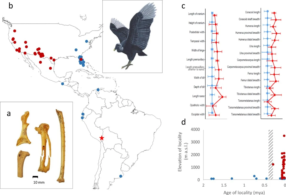 Doodse stilte in de Spaanse zoölogie: Aasgieren blijken af te stammen van drie totaal verschillende soorten - image 1