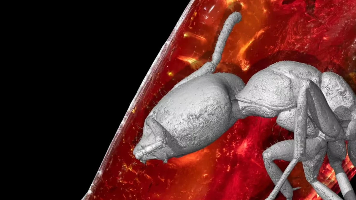 De 40 miljoen jaar oude mier die Goethe miste in zijn barnsteen: de verborgen scan-sensatie