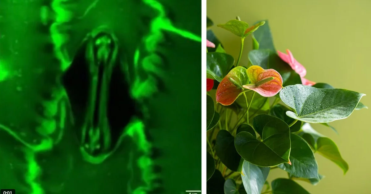 De verborgen ademhaling van planten: het nieuwe apparaat dat onthult wat wetenschappers eeuwenlang misten