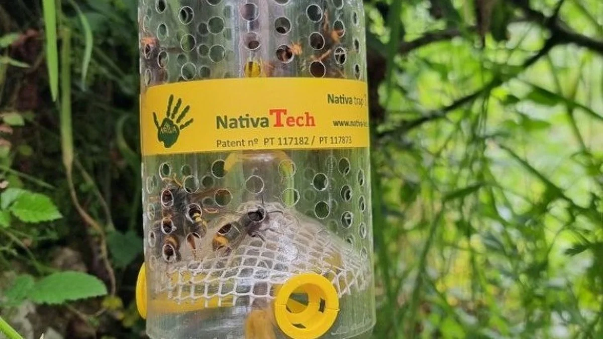 Waarom imkers in Catalonië nu massaal 20.000 vallen uitzetten tegen de Aziatische horzel - image 2