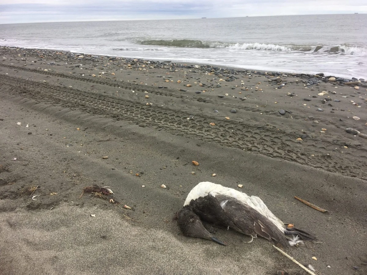 Zoveelste vogel uit Faeröer aangezien op strand bij Stenbjerg - image 2