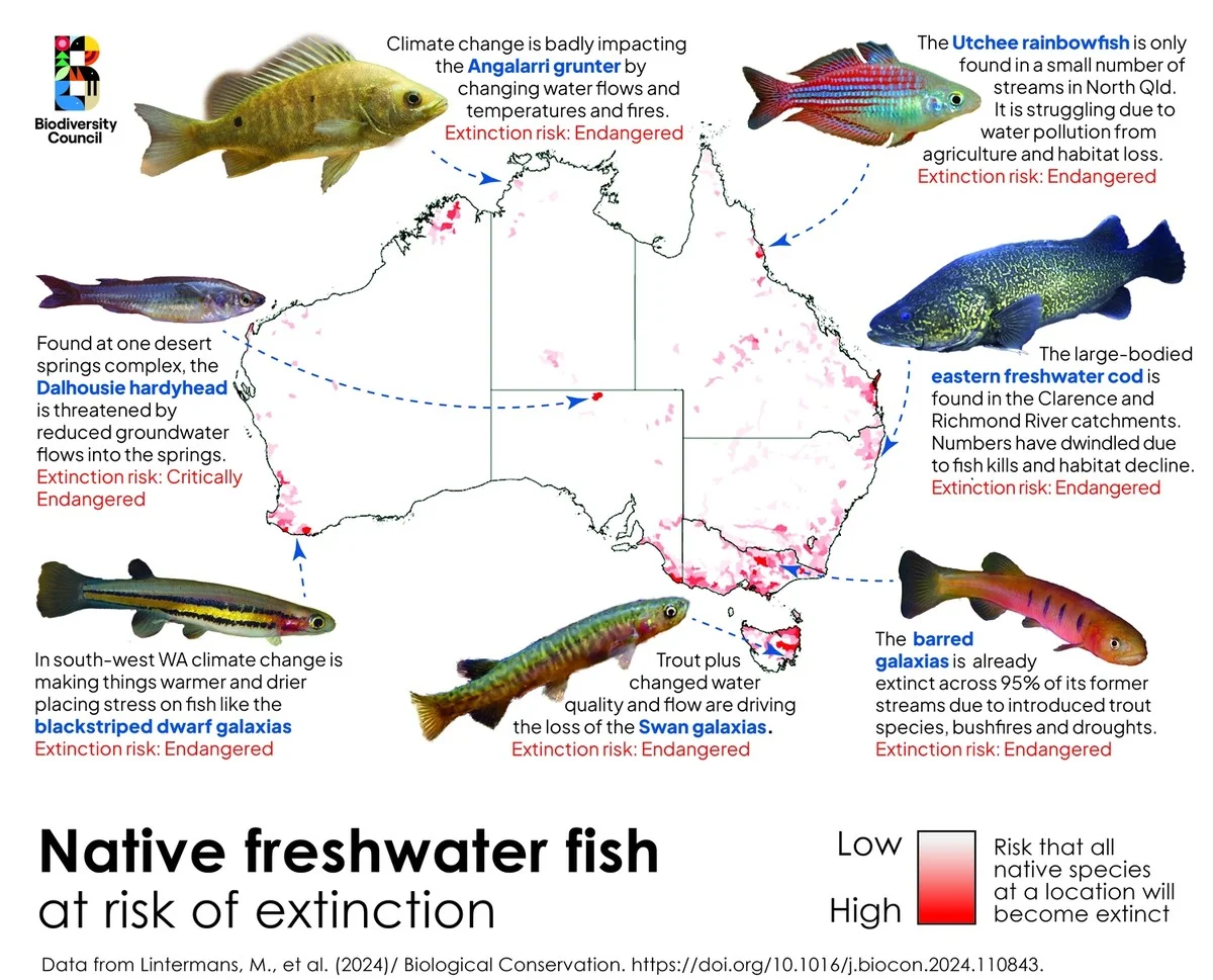 De nuchtere cijfers achter de ‘nationale schat’-zalm: waarom de populatie stabiel blijft - image 2