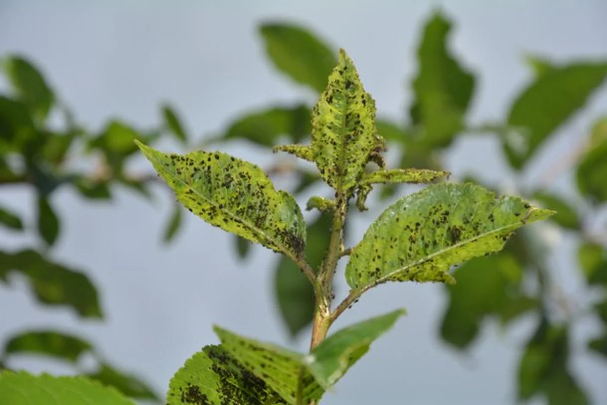Waarom deze beestjes de winter niet doorbreken in Goeonju