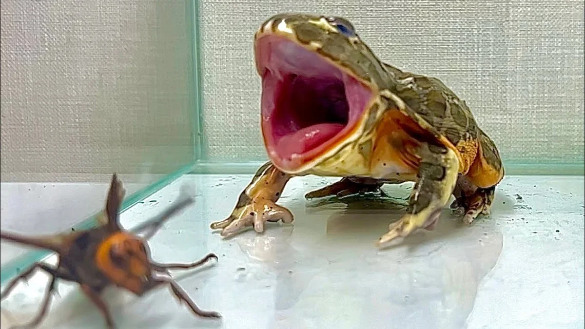 Deze kikker eet de dodelijkste wespen op: de verrassende reden waarom hij immuun is - image 1