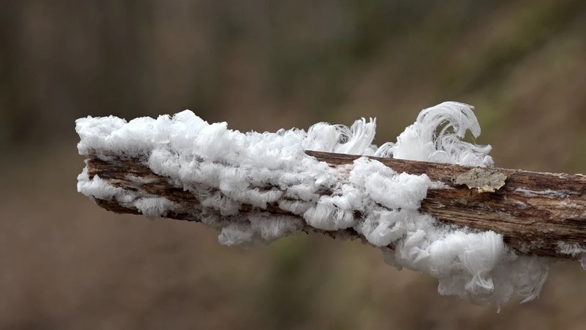 Waarom experts zeggen dat je in de winter beter naar dood hout kijkt dan naar mist