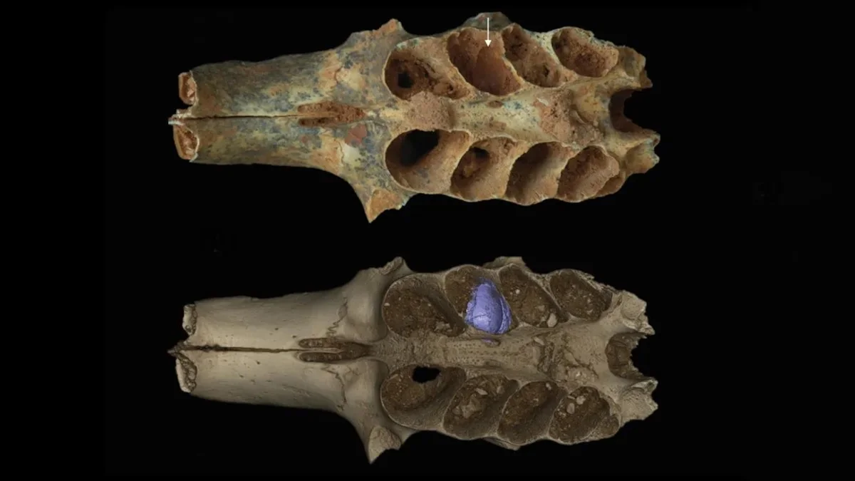 Wetenschappers vonden in kieuwen geen tanden, maar iets veel vreemders in de grotten