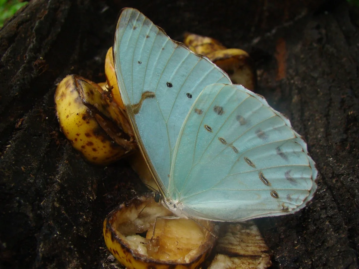 Waarom álle waterbeestjes nu naar Buenos Aires vliegen: de verborgen reden - image 2