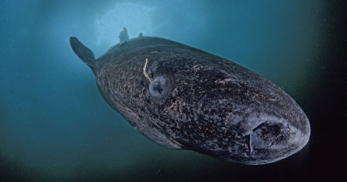 Waarom u dacht dat de 500-jarige Groenlandse haai blind was, is nu definitief onderuitgehaald