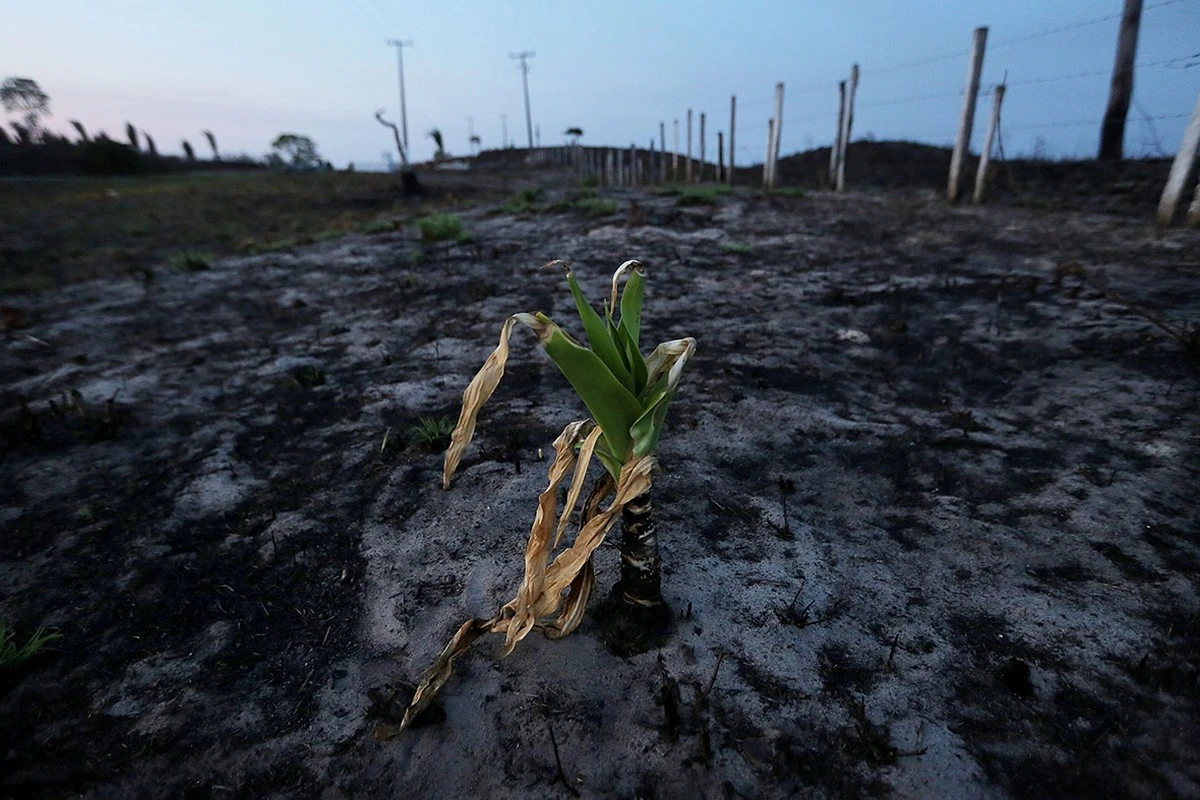 bezoekerverniel-extra-1.webp Bezoeker vernielt 12 jaar groei in seconden bij populaire attractie - image 1