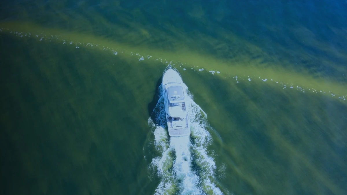 Experts beweren dat het algengif weg is, maar ervaren surfers blijven de golven vermijden vanwege de 