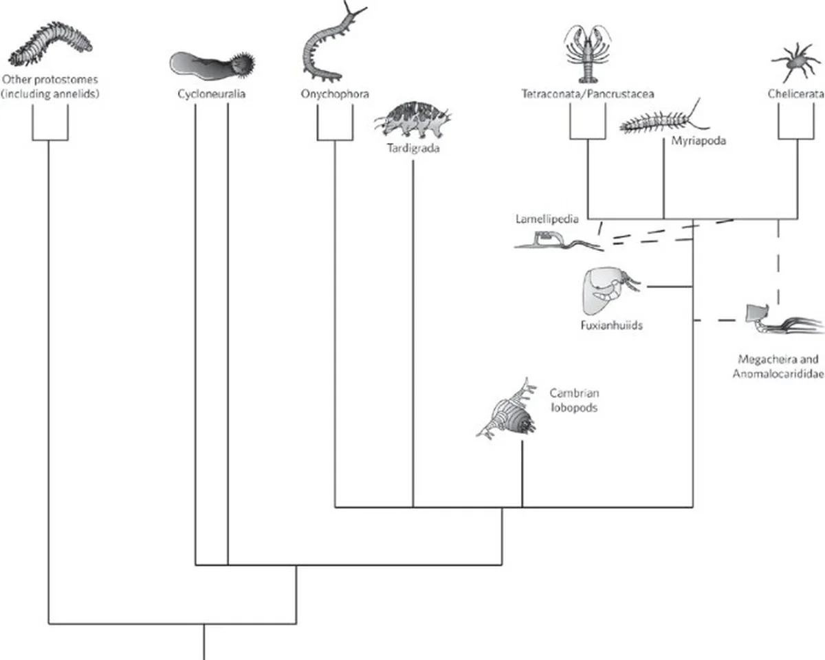 Waarom deze 500 miljoen jaar oude 