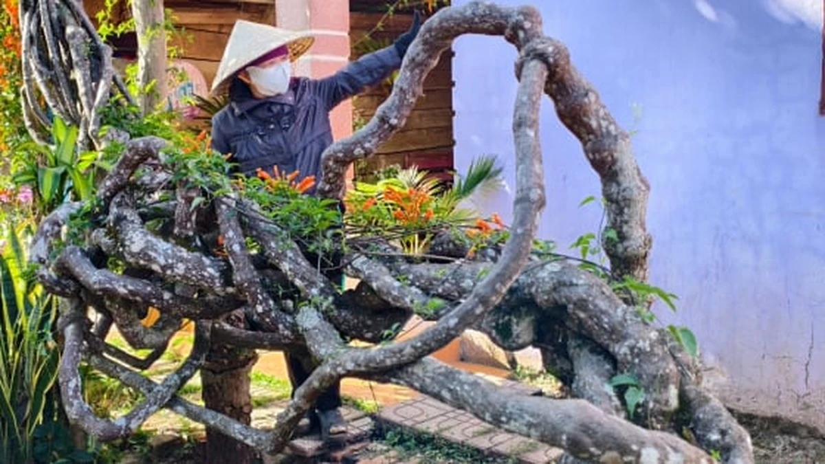 De 17-jarige kamerplant die je dak overwoekert en hoe je dit effect bereikt