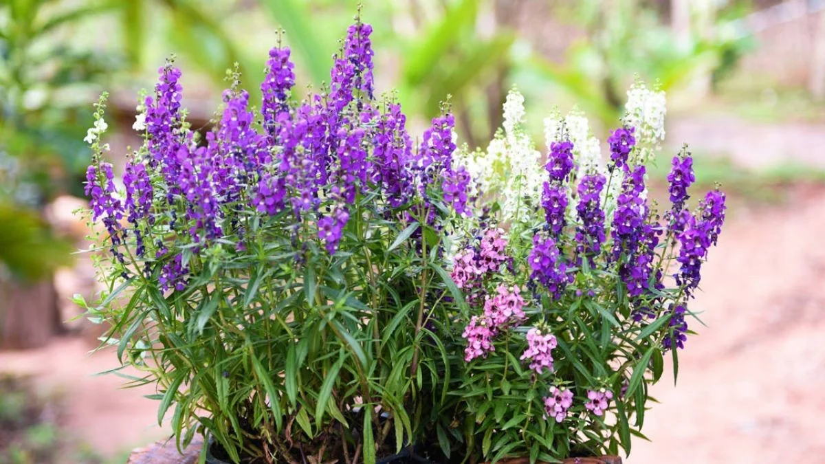 deze 5 onbekende planten sterven niet tijdens de Nederlandse zomerhitte