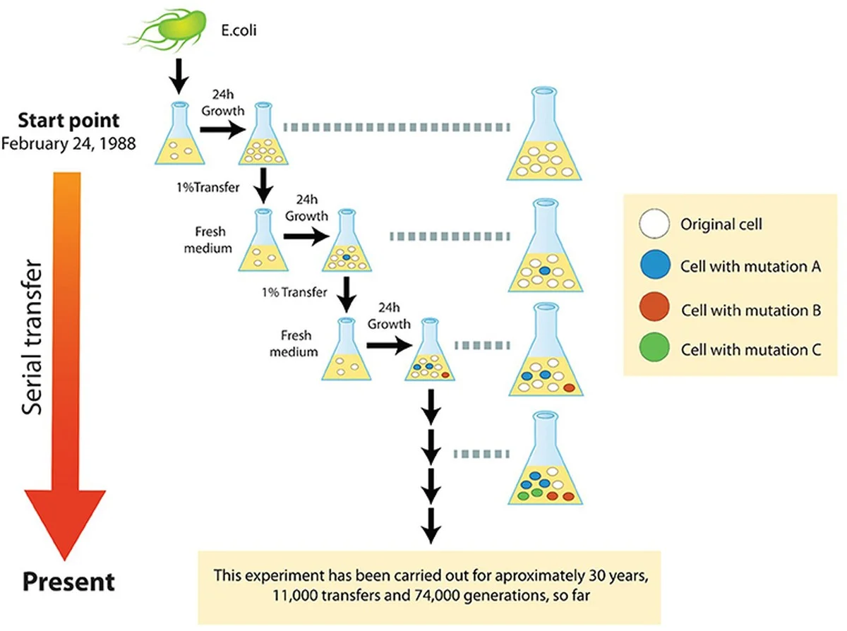deecolidie80000-extra-1.webp De E. coli die 80.000 generaties overleefde: wat we al leerden - image 1