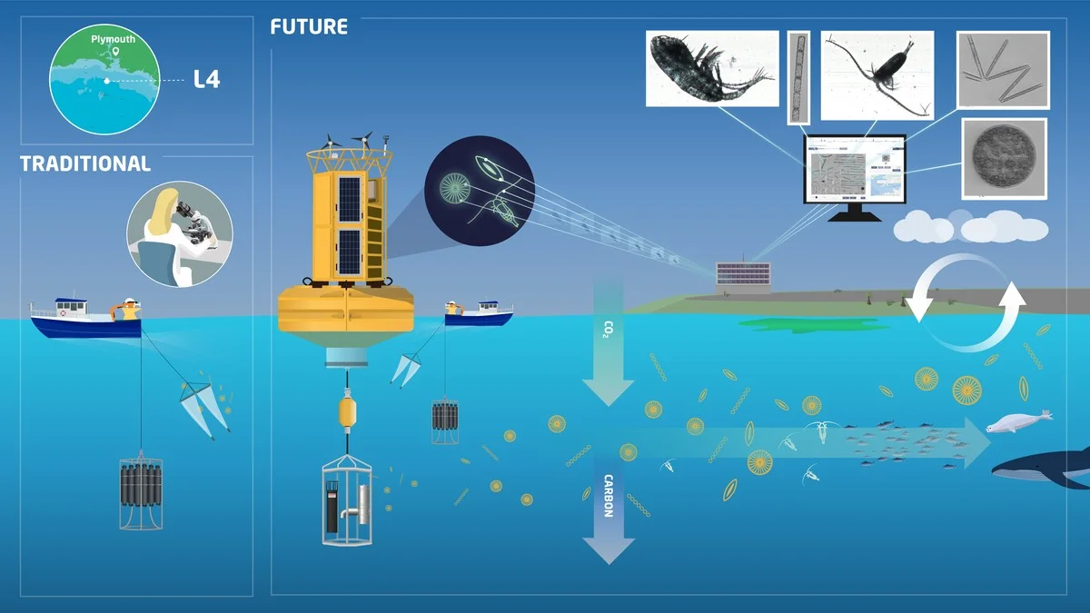 hetverborgennet-extra-1.webp Het verborgen netwerk: waarom wetenschappers nu álle vogels in Montesinho volgen - image 1