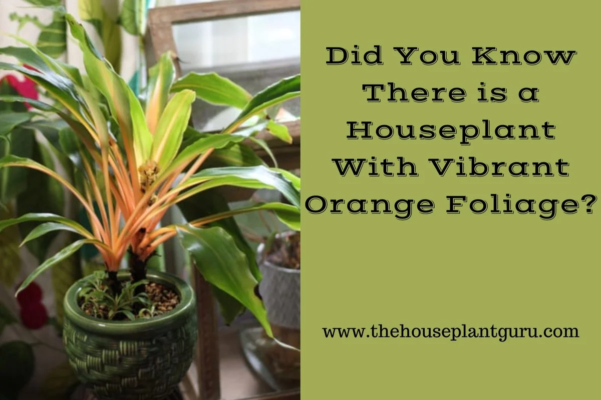 De Vuurwerkplant: deze bloeit 365 dagen en verandert je terras in een droomtuin - image 2