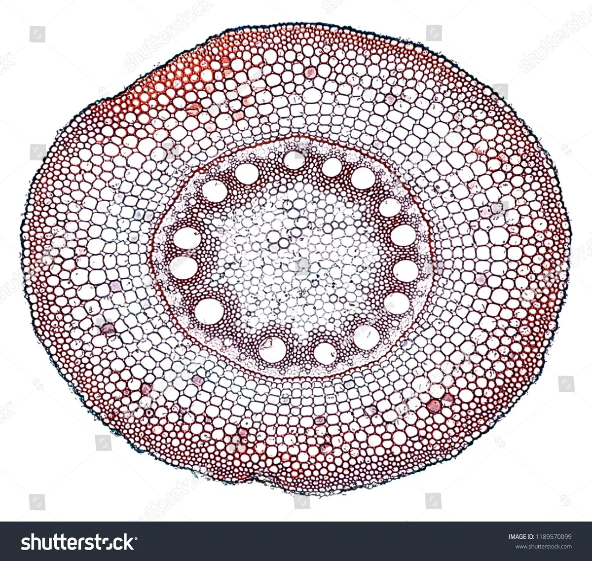 Een slimme truc om te zien hoe groot uw planten 