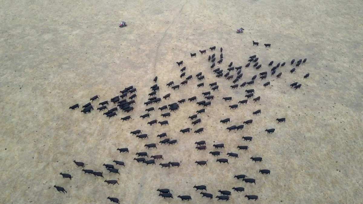 Waarom de waterbeestjes plotseling in uw flat te zijn - image 1