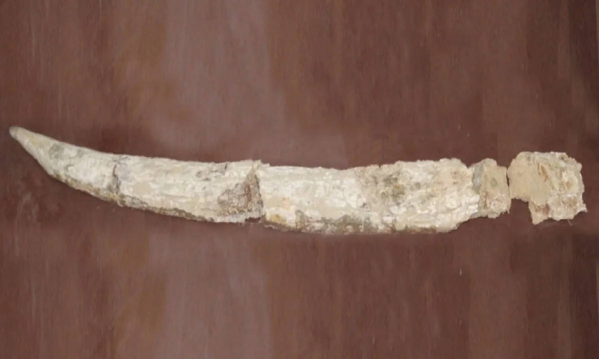 hetverborgenoer-extra-1.webp Het verborgen oeroude bewijs in Griekenland dat de tijdlijn van de mammoet verandert - image 1