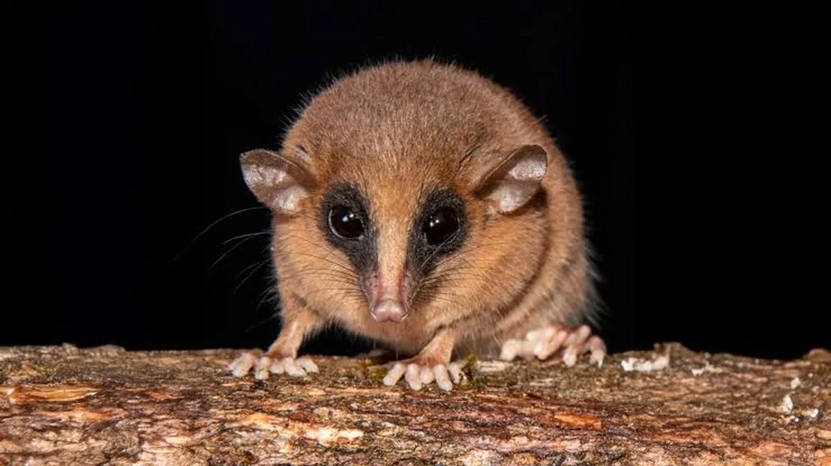 Verborgen in musea: 70 nieuwe diersoorten, van vliegende dinosaurussen tot onbekende beestjes