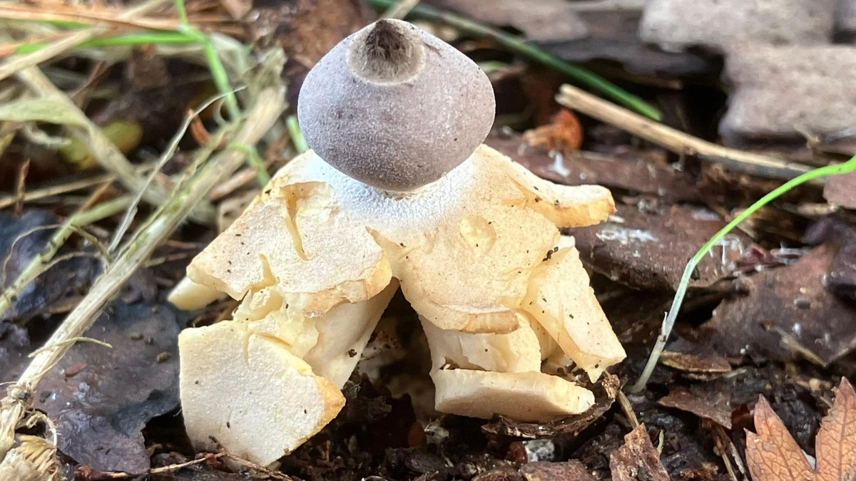 Twee onbekende paddenstoelen ontdekt in Galicië: wat dit betekent voor uw volgende boswandeling - image 2