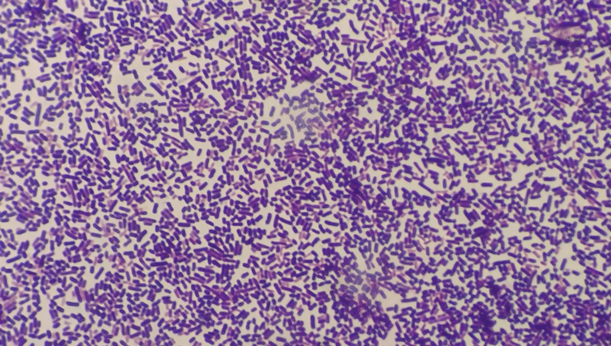 Waarom deze eencelligen al 80.000 generaties overleven (en wat dat zegt over jouw ochtendroutine)