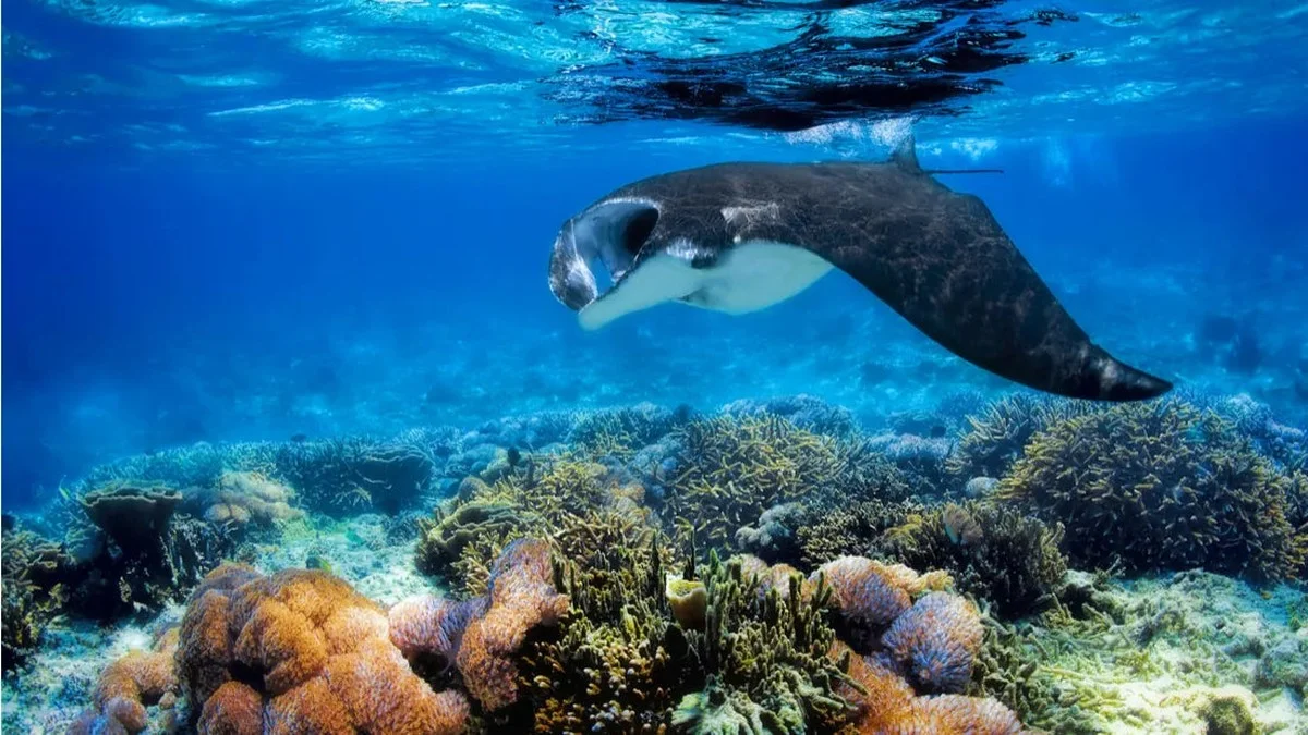 Dit is waarom jonge mantaroggen opvallend veel kleine vissen met zich meedragen - image 1