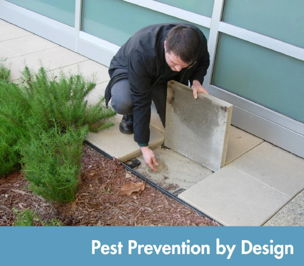 Waarom stadsratten resistent worden tegen gif en hitte: een blik op versnelde evolutie - image 2