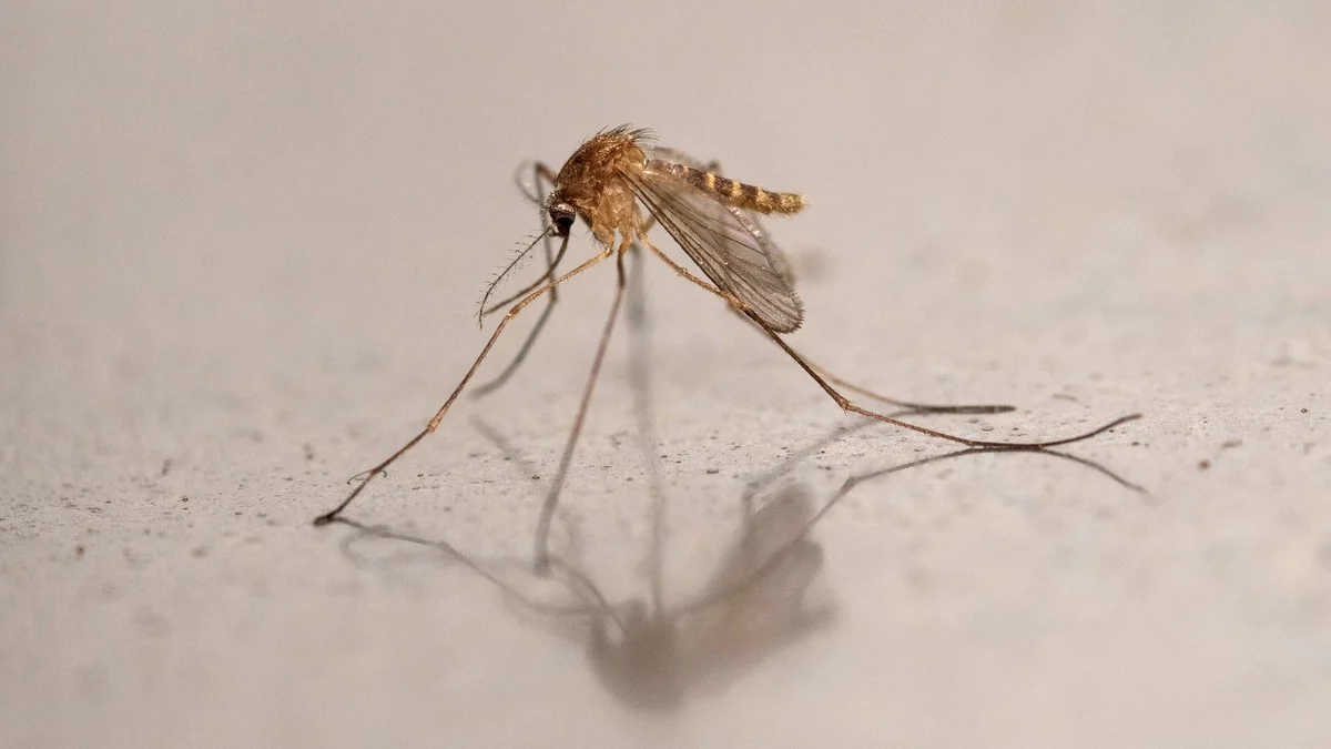 waaromdeijskoud-extra-1.webp Waarom de ijskoude bescherming van IJsland is ingestort: de eerste muggen zijn gespot - image 1